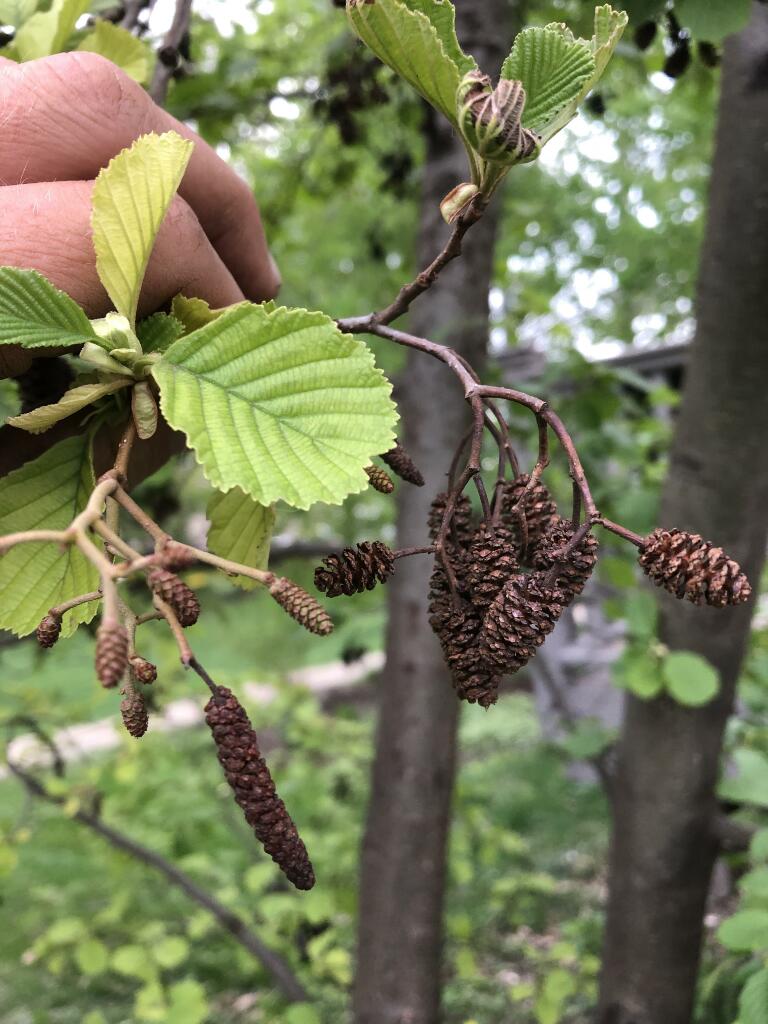 Alder Plant by Sequoia Landscape