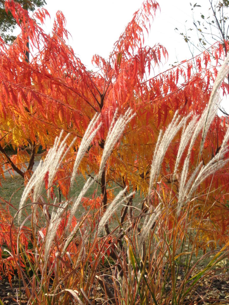 Fall Foliage by Sequoia Landscape