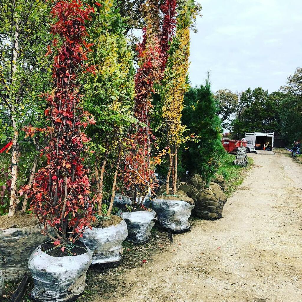 Nursery Trees by Sequoia Landscape