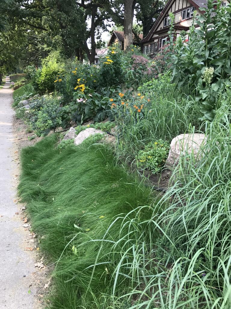 Native Planting by Sequoia Landscape