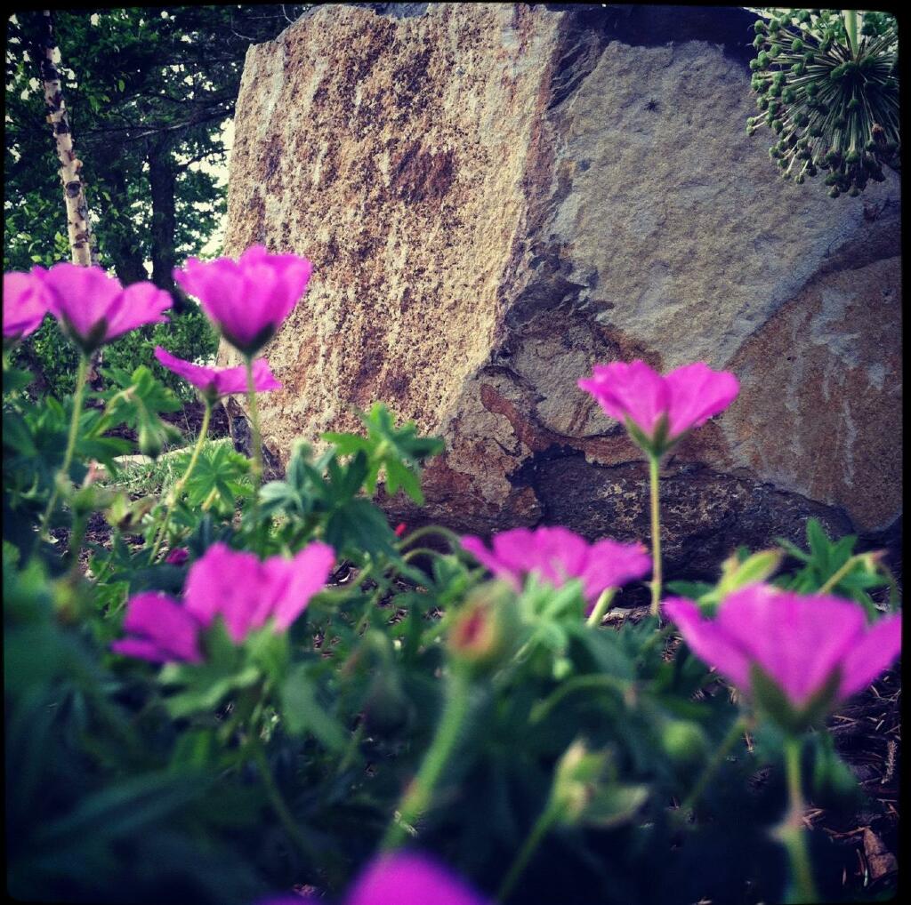 Geranium with Basalt Column by Sequoia Landscape