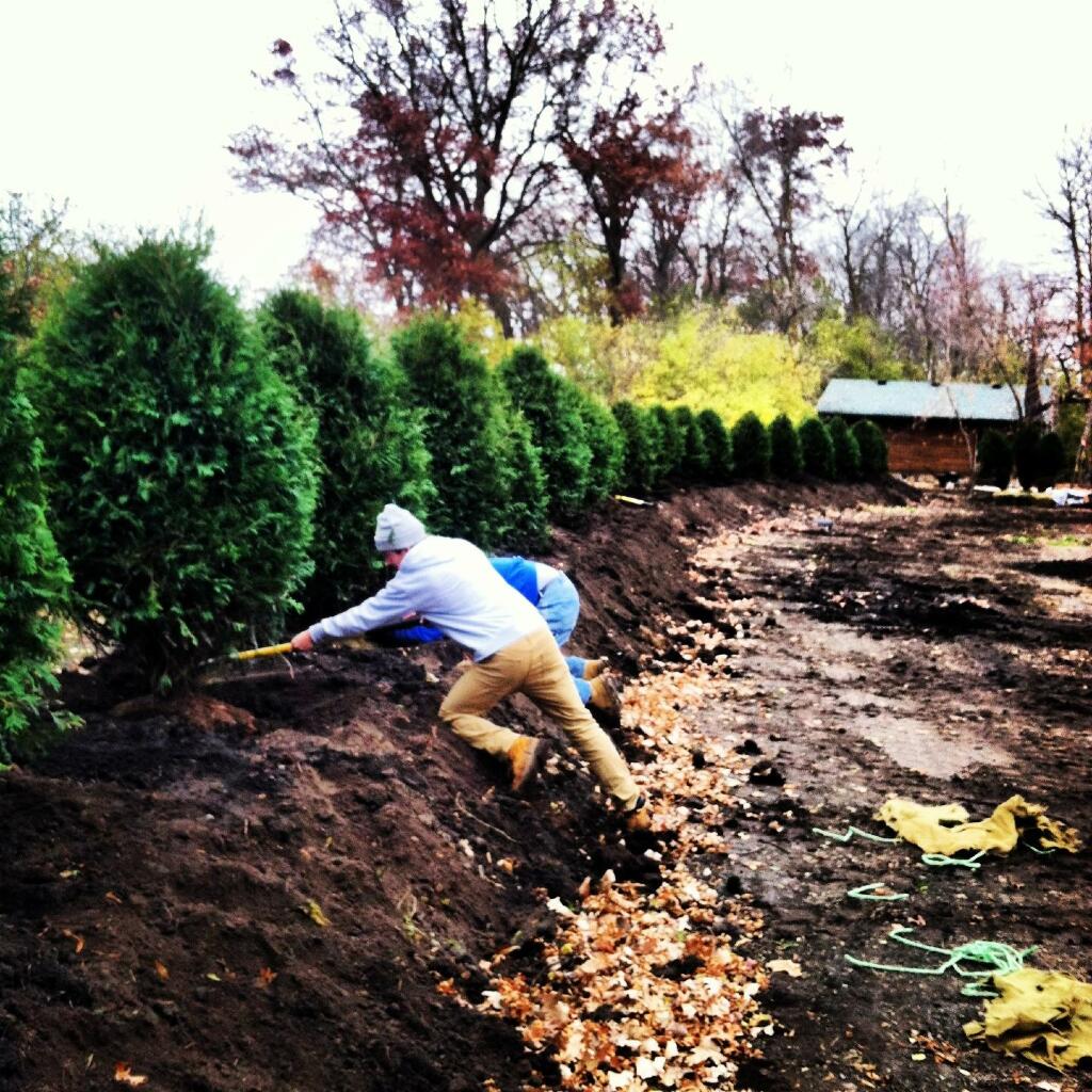 Berm with Arborvitae Hedge by Sequoia Landscape